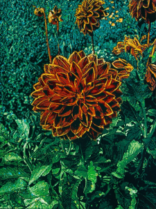 Logan Hicks, Monet Flower Closeup - Flower 1